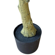 Calabria Olive Tree in Natural Finish Pot