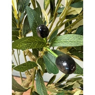 Calabria Olive Tree in Natural Finish Pot