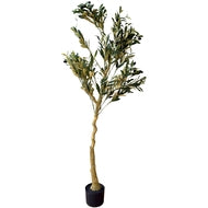 Calabria Olive Tree in Natural Finish Pot