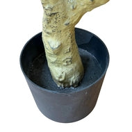 Calabria Large Decorative Olive Tree