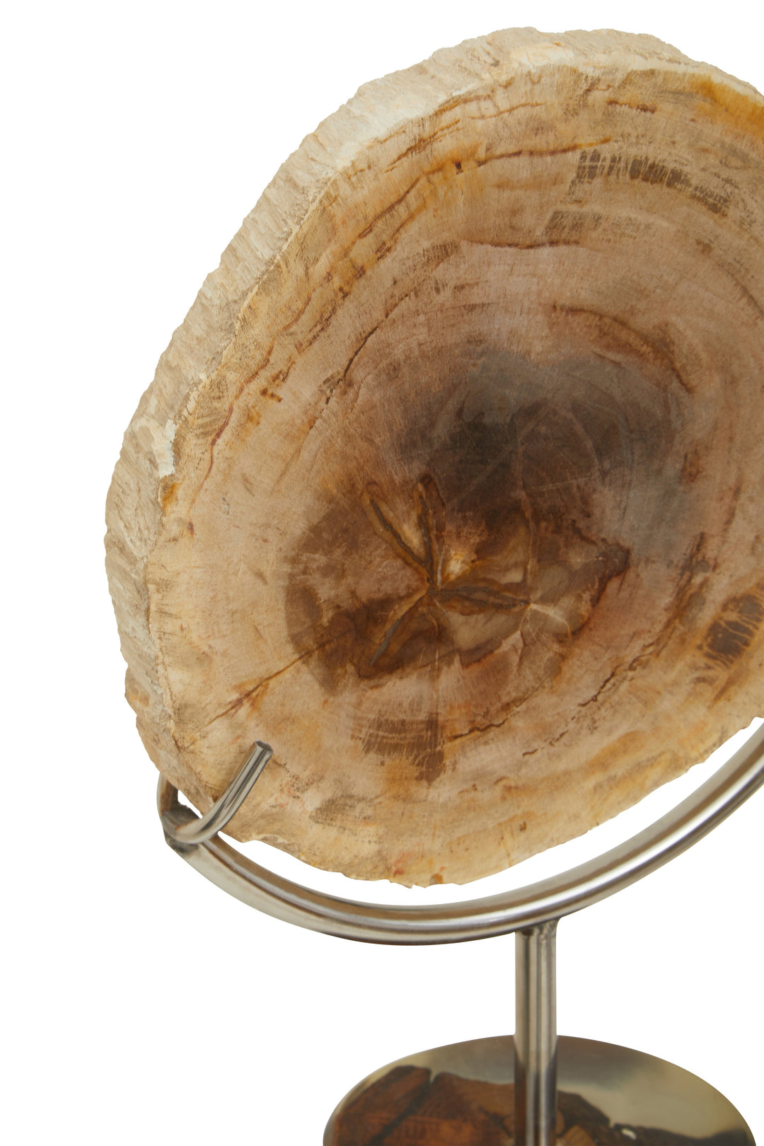 Relic Petrified Wood Accent Sculpture