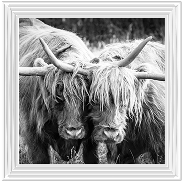 AN282 Highland Cow Love
