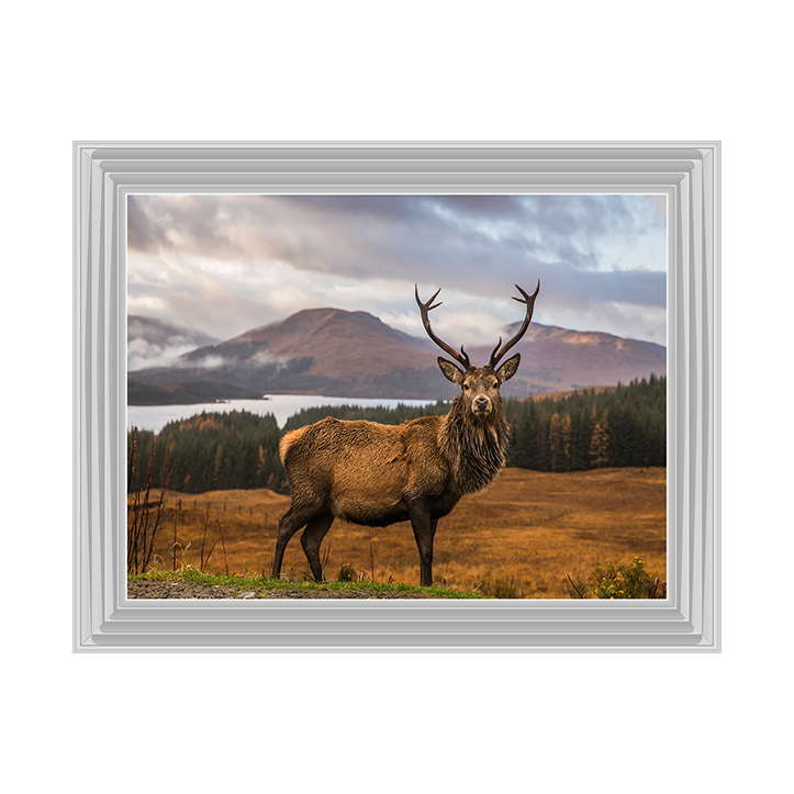 AN066 Highland Stag
