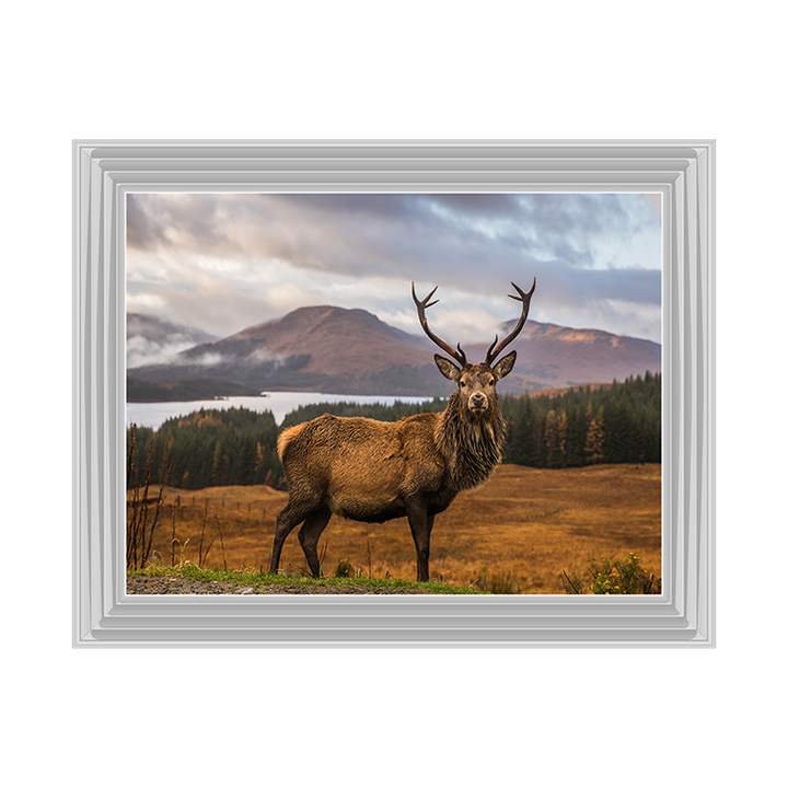 AN066 Highland Stag