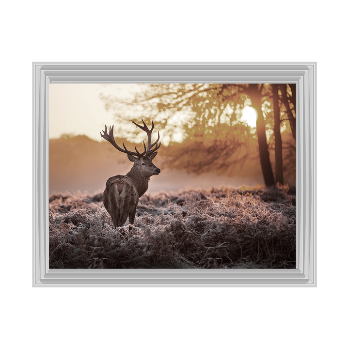 Single Stag 2