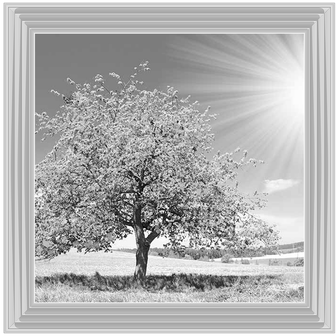 LS296 Black & White Lone Tree