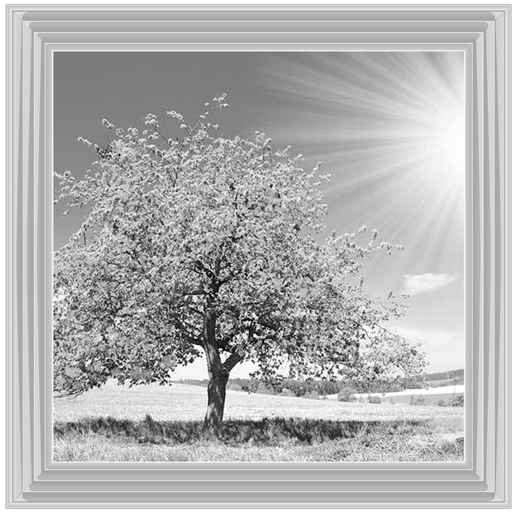 LS296 Black & White Lone Tree