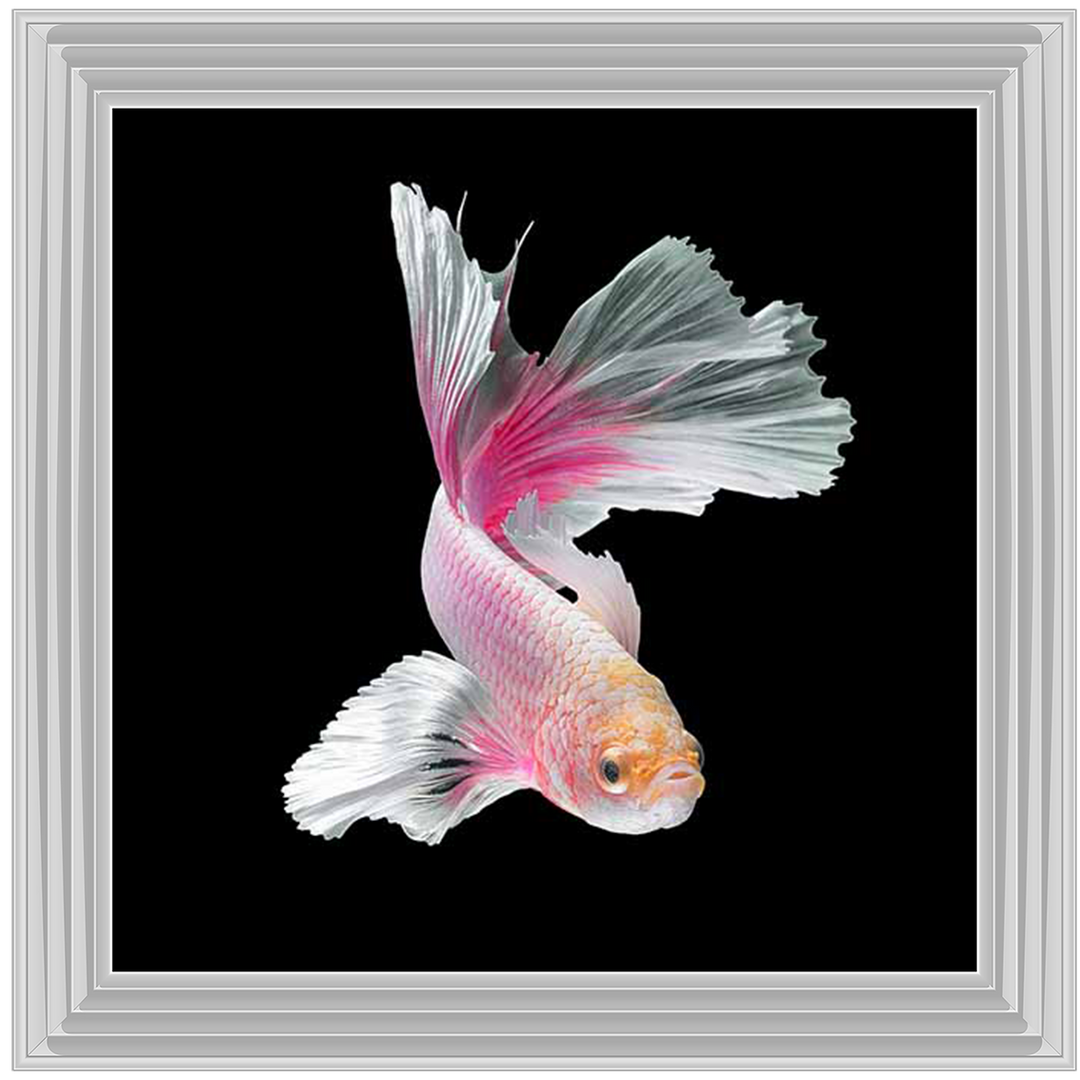 Pink & White Betta Fish |