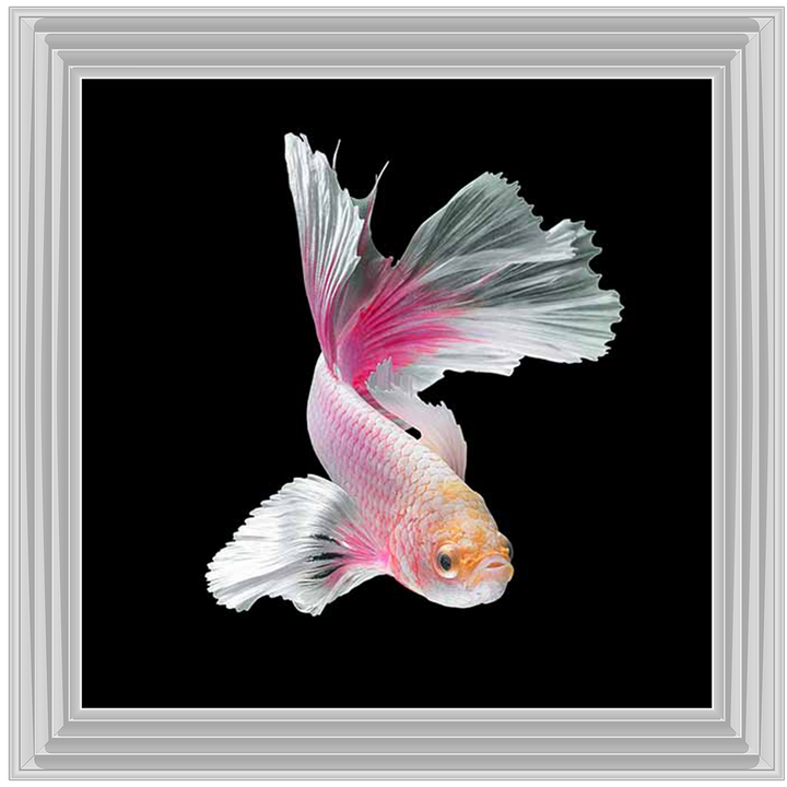 Pink & White Betta Fish |