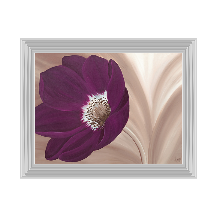 Velvet Anemone