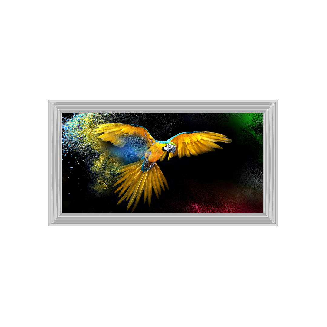 AN311 Rainbow parrot