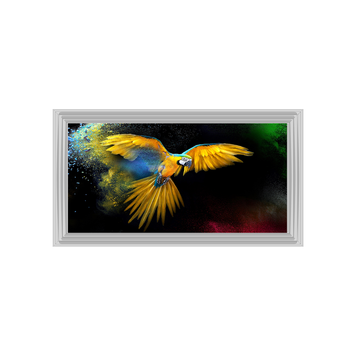 AN311 Rainbow parrot