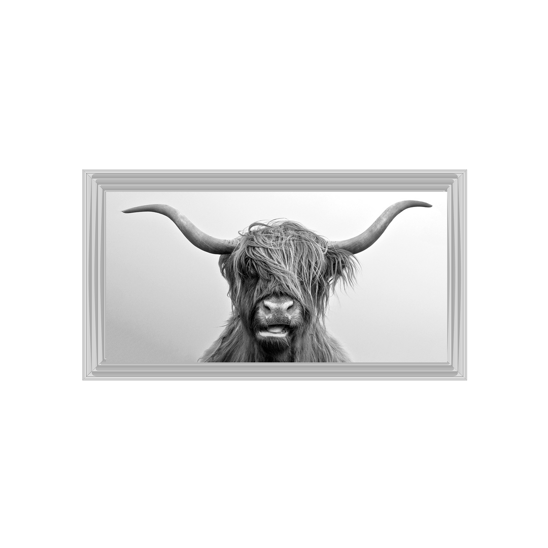 Highland Cow