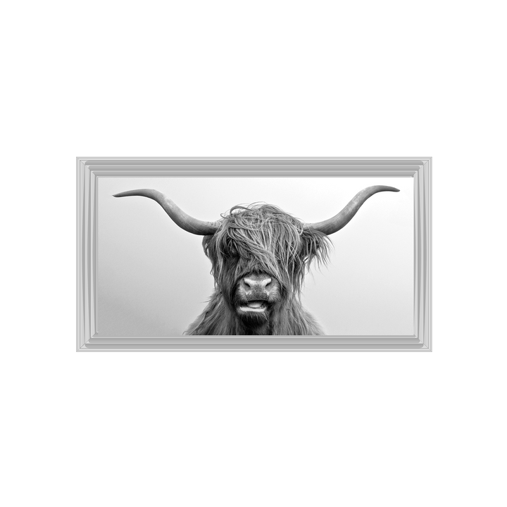 Highland Cow