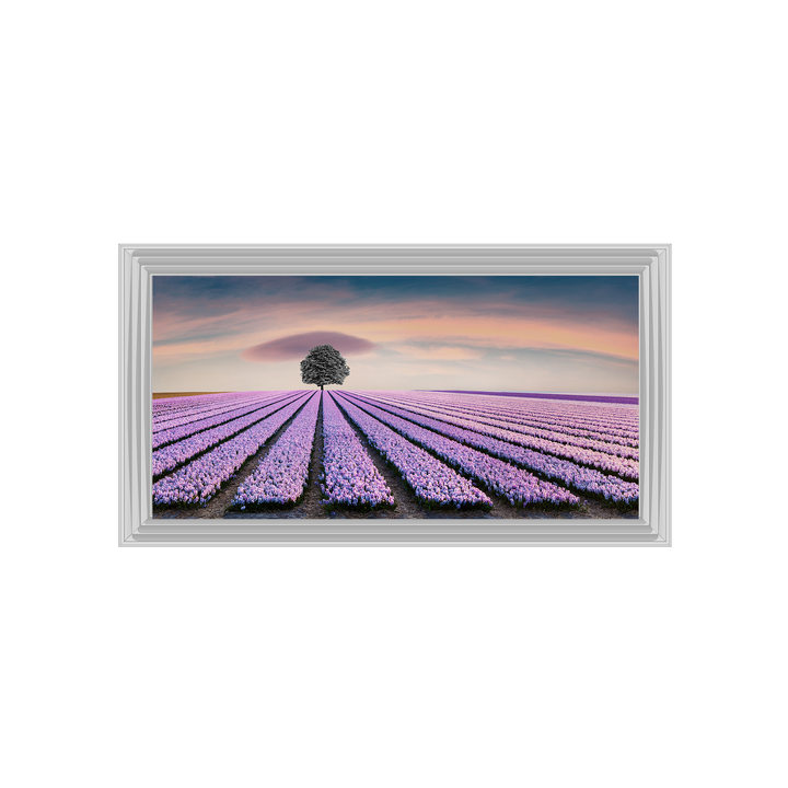 Purple Purple Field I