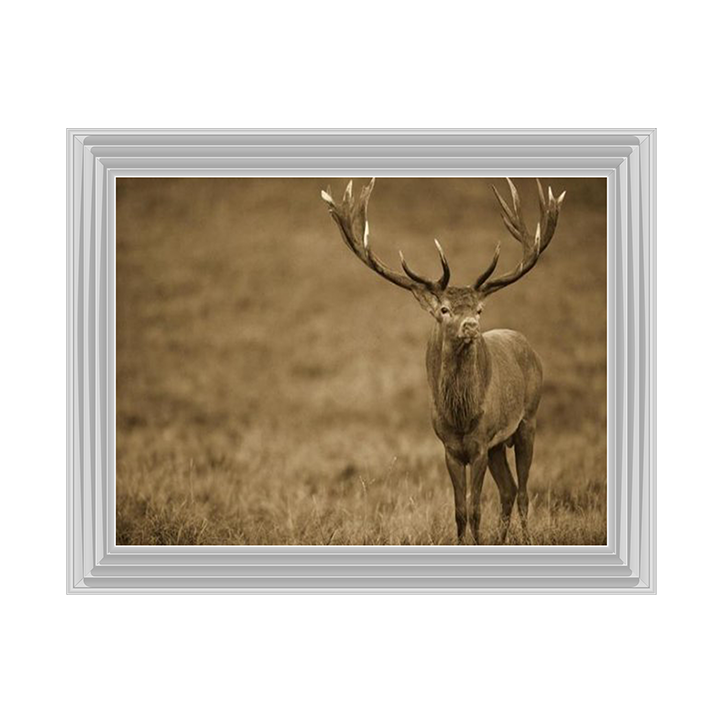 AN065 Red Deer stag in autumn rutting season, Denmark