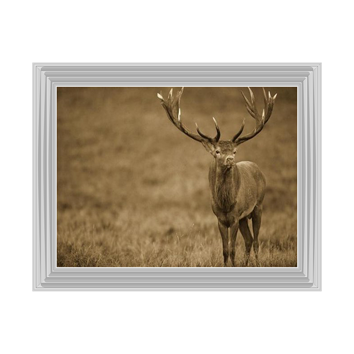 AN065 Red Deer stag in autumn rutting season, Denmark