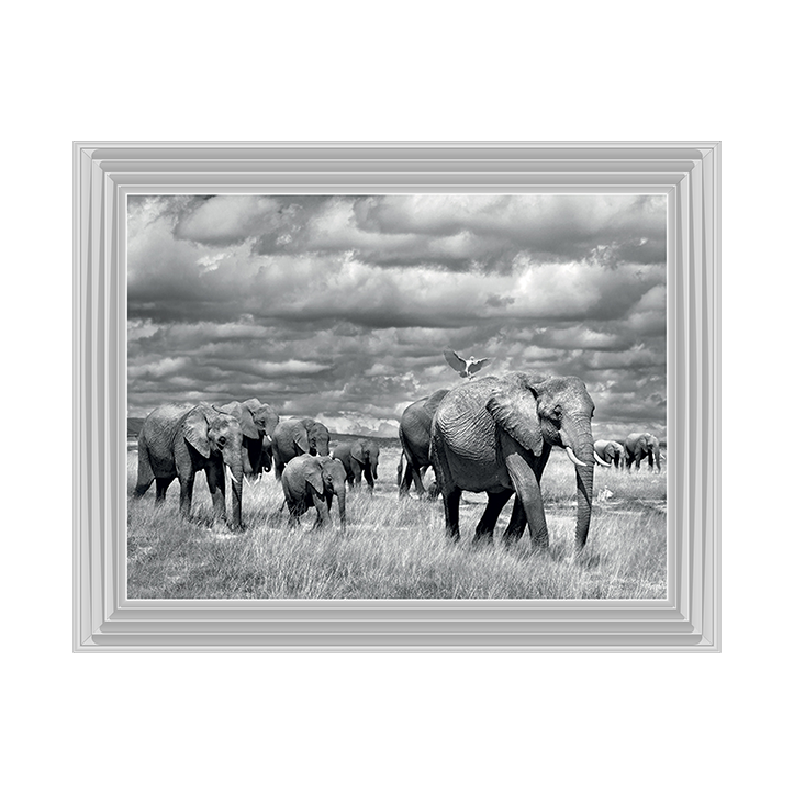 Elephants of Kenya