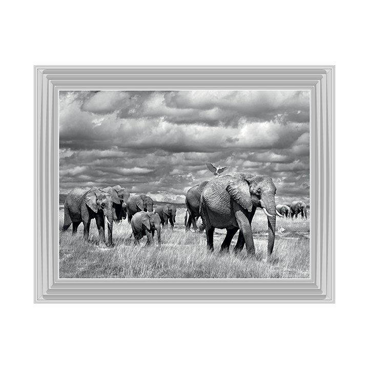 Elephants of Kenya