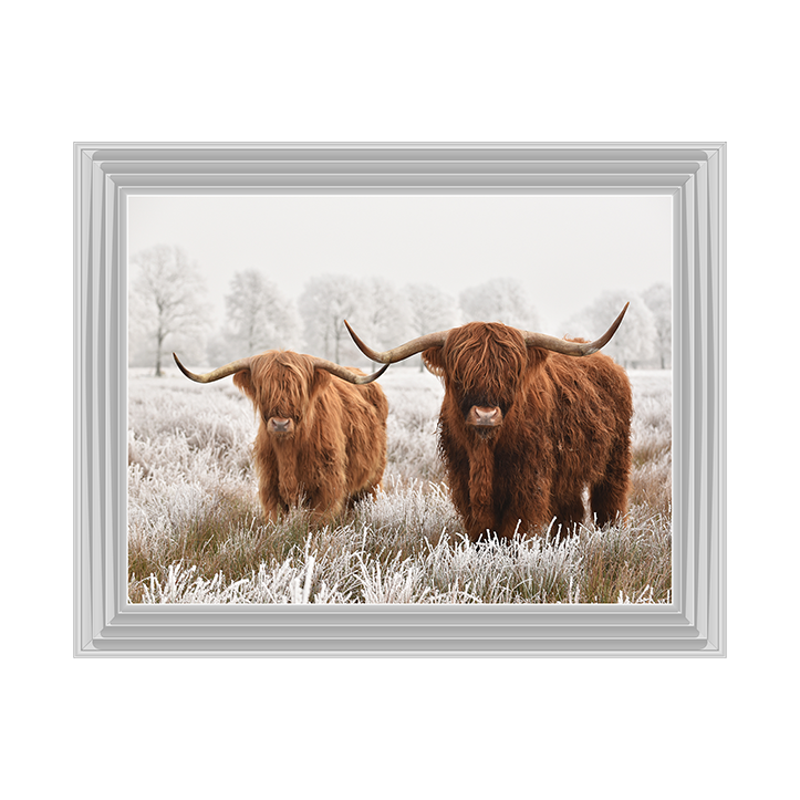 Highland Cow pair