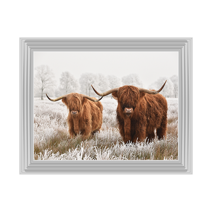 Highland Cow pair