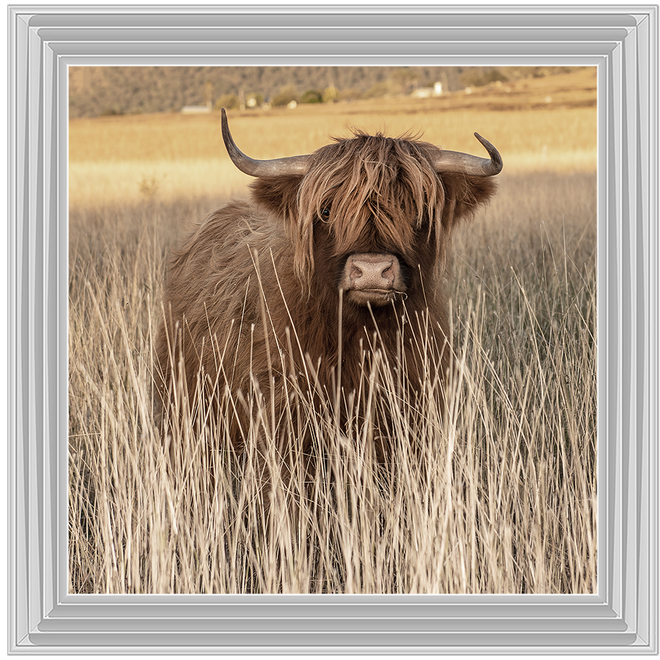 AN257 Highland Cow