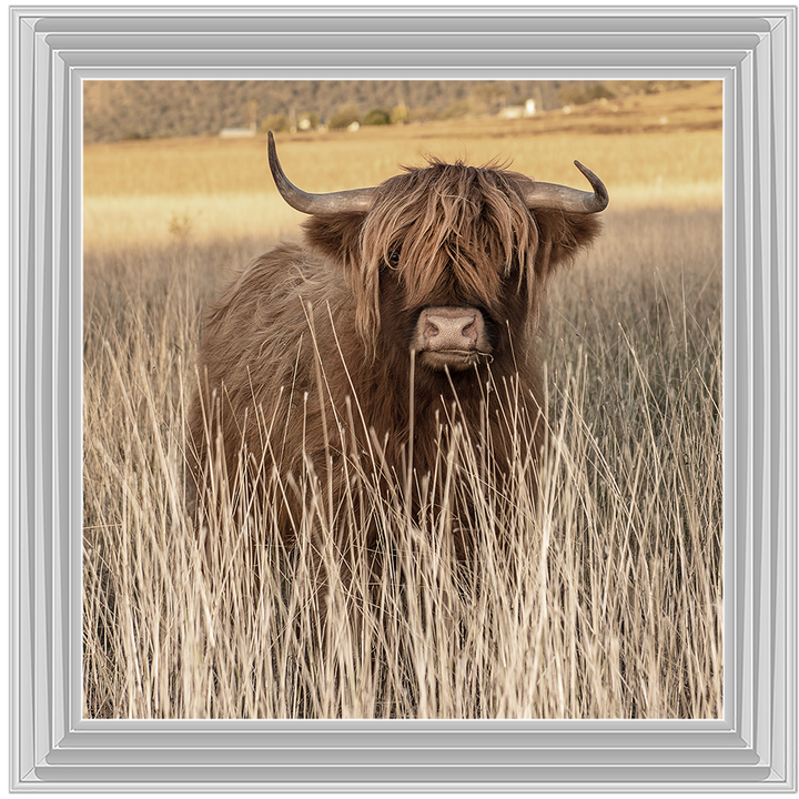 AN257 Highland Cow