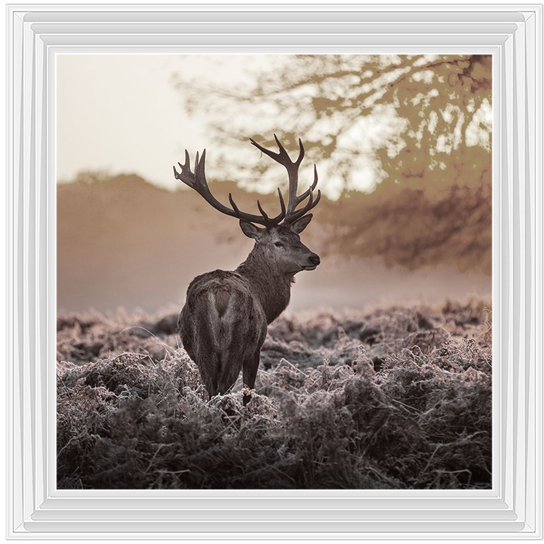 Single Stag