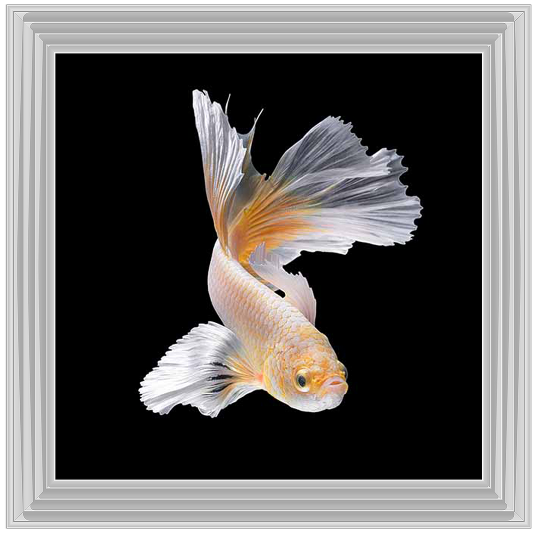 Orange & White Betta Fish |