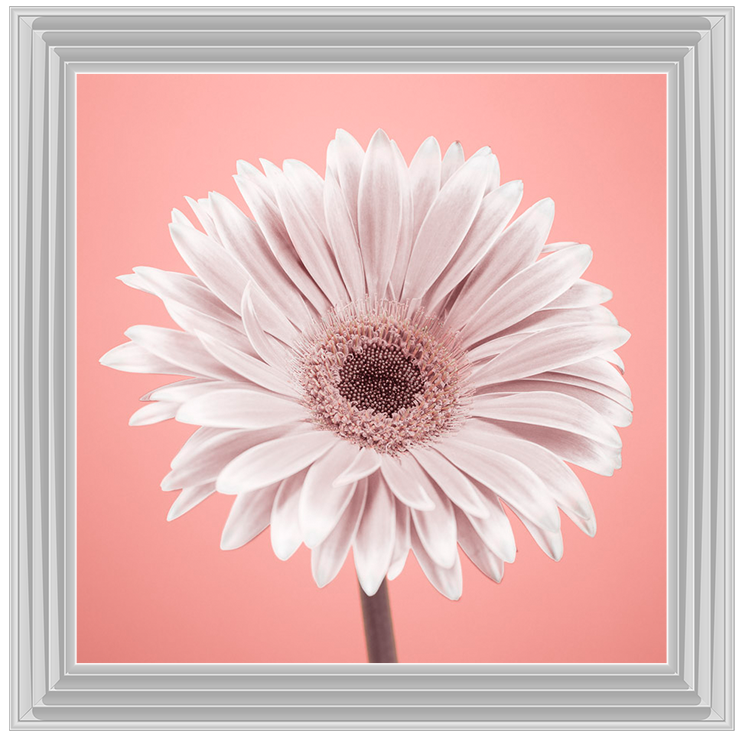 FL056 Single Gerbera Nude pink 1