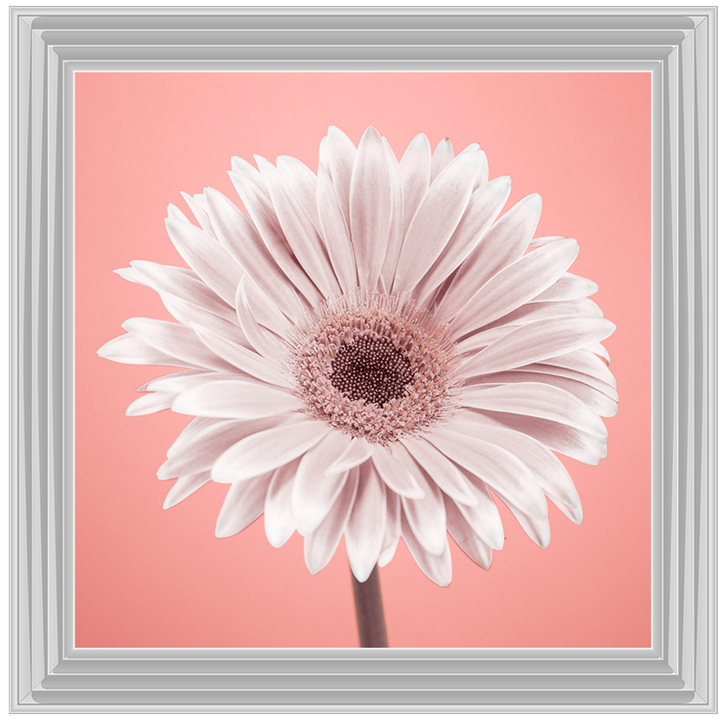FL056 Single Gerbera Nude pink 1