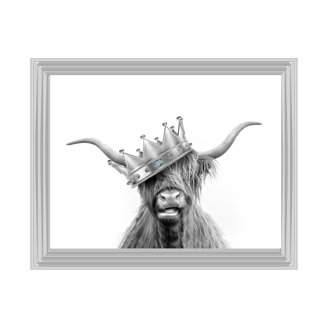 Crowned Highland Cow