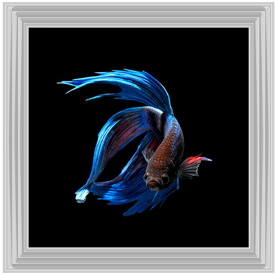 AN448 Blue & Red Betta Fish |