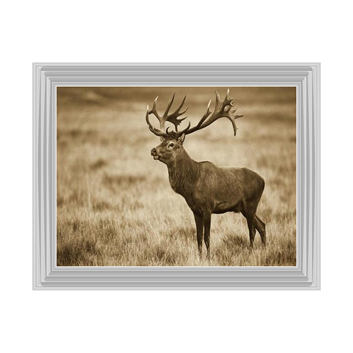 AN064 Red Deer stag, Cogenhagen, Denmark
