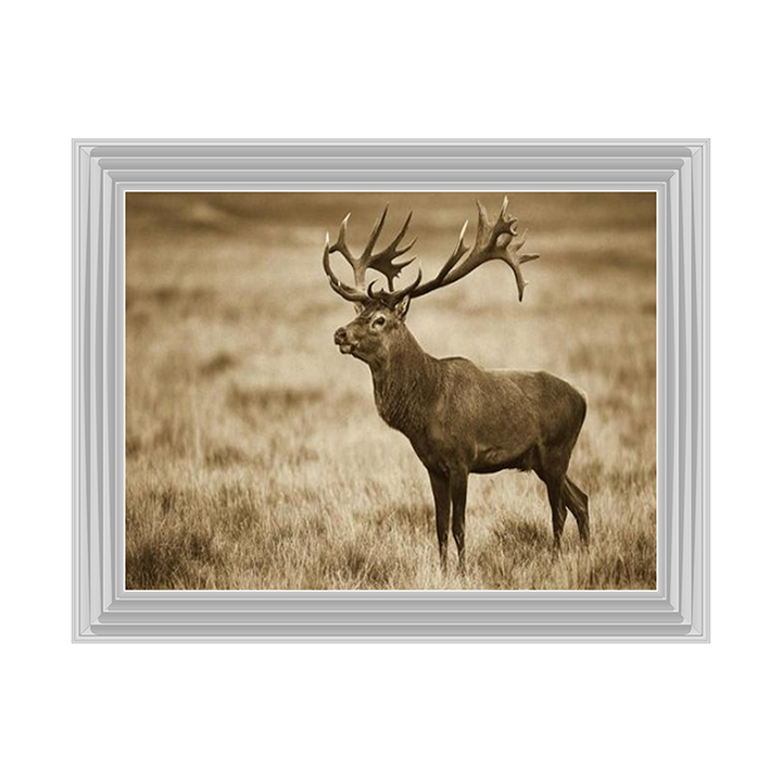 AN064 Red Deer stag, Cogenhagen, Denmark