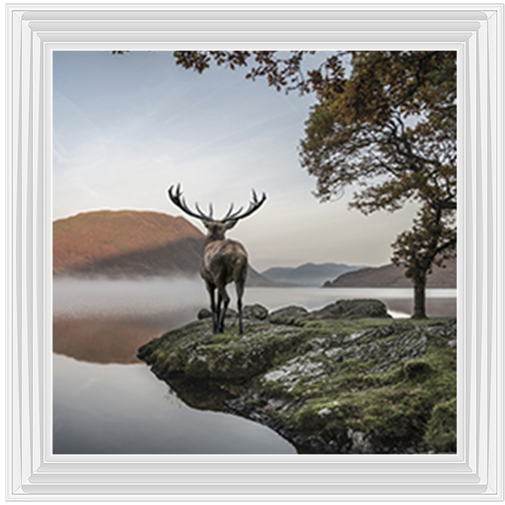 Single Stag 1
