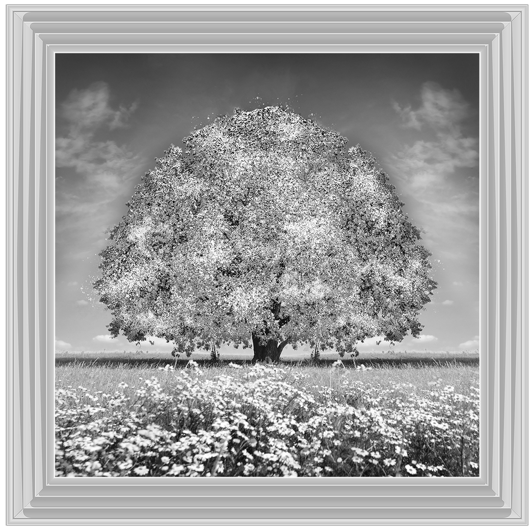 LS276 White Oak Tree