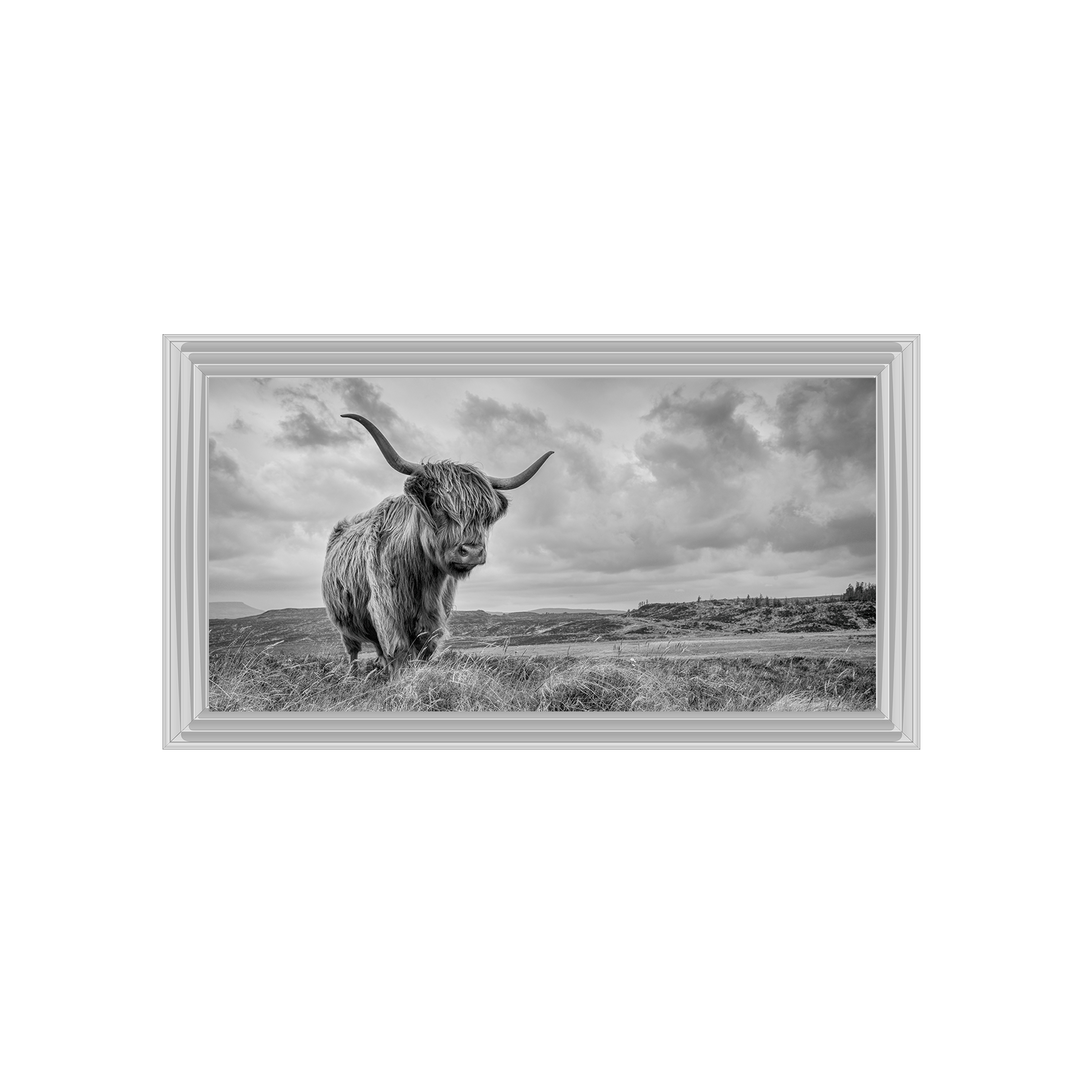 Highland Cow II