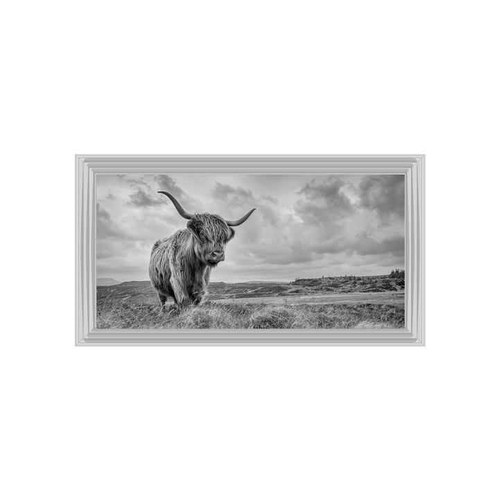 Highland Cow II