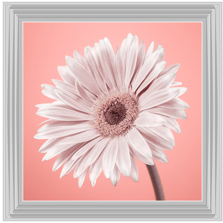 FL057 Single Gerbera Nude pink II