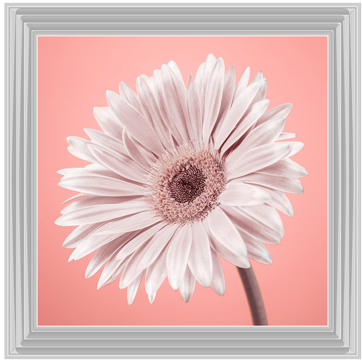 FL057 Single Gerbera Nude pink II