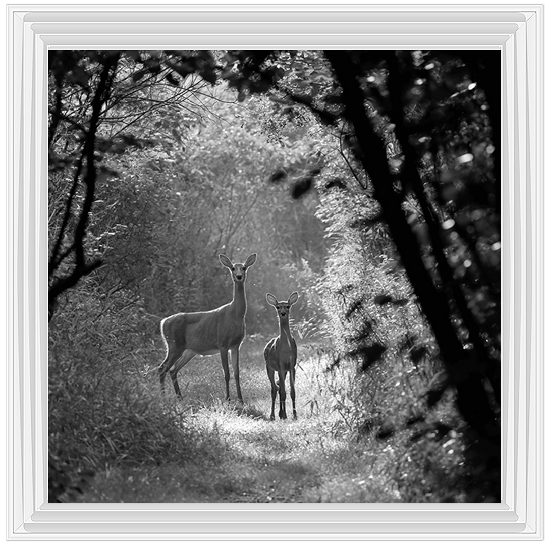 Single Deer