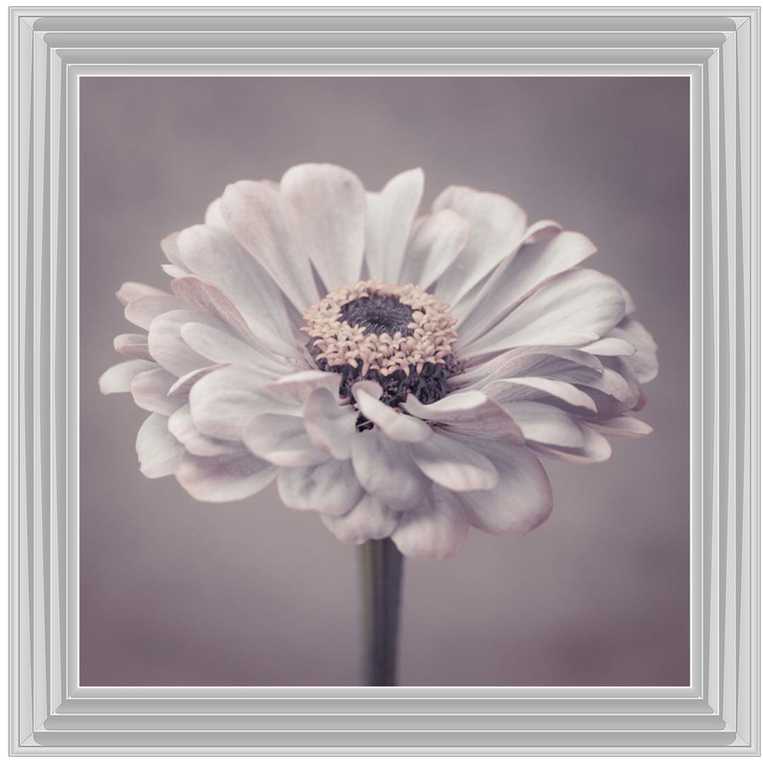 FL150 Gerbera