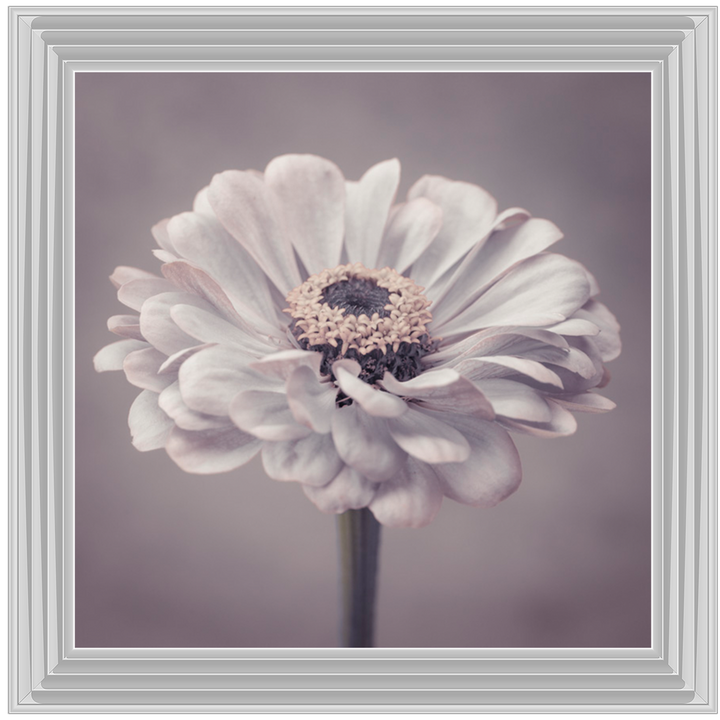 FL150 Gerbera