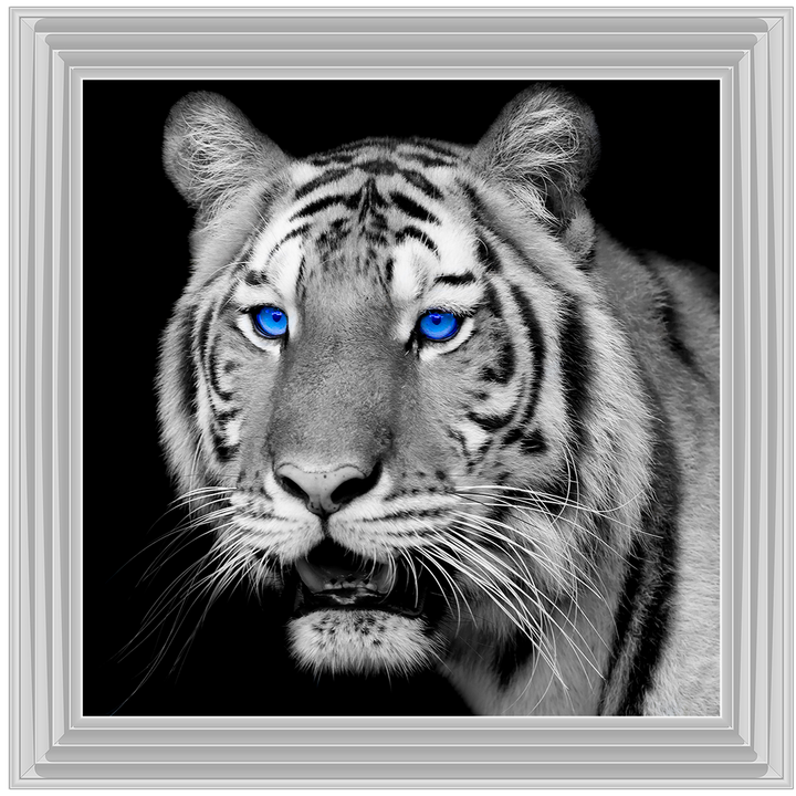 AN005 Blue Eyed Tiger