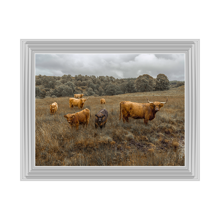 Highland Cows Colour