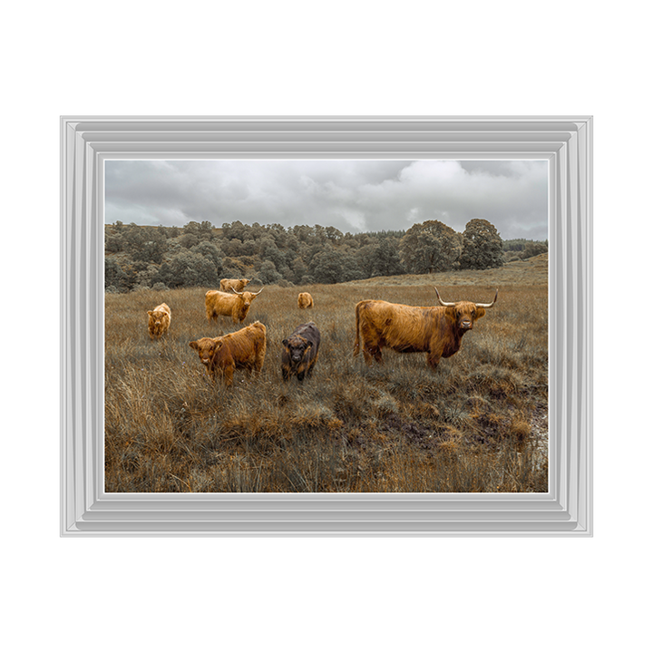 Highland Cows Colour