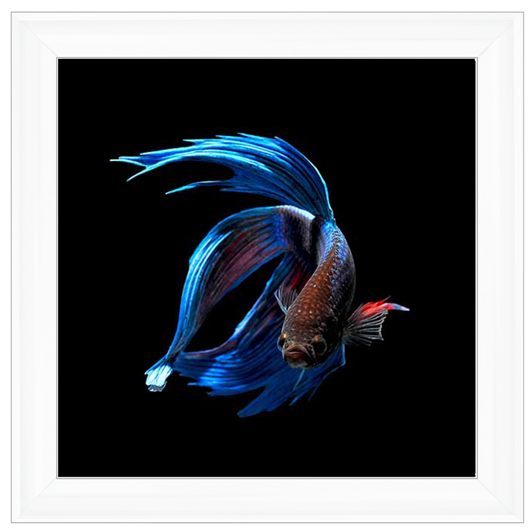 AN448 Blue & Red Betta Fish |