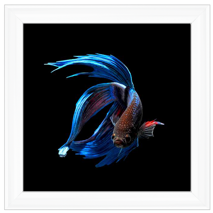 AN448 Blue & Red Betta Fish |