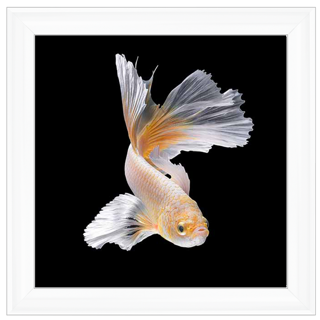 Orange & White Betta Fish |